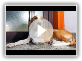 Istrian Shorthaired Hound - medium size dog breed